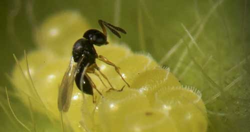 Macro parasitoides driblam resistência de percevejos aos atuais defensivos e ganham destaque no controle da praga no campo