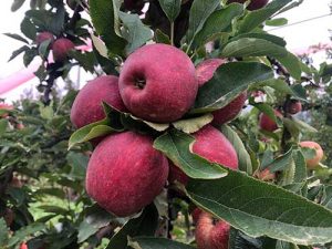 Sumitomo Chemical apresenta soluções sustentáveis para fruticultura no Enfrute