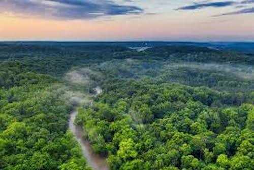 Systemica adquire Arapuá, empresa especializada em reflorestamento e agroflorestas no Pará