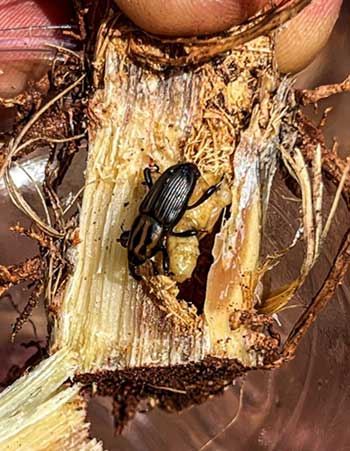  ADAMA lança solução exclusiva para o controle de Sphenophorus levis, a mais preocupante praga dos canaviais