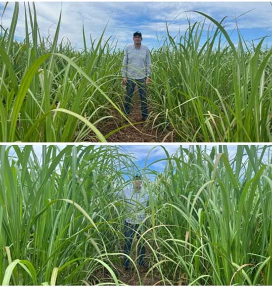  ADAMA lança solução exclusiva para o controle de Sphenophorus levis, a mais preocupante praga dos canaviais