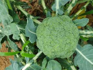 Como as cultivares híbridas ajudaram o Brasil a ser o maior produtor de brócolis da América do Sul