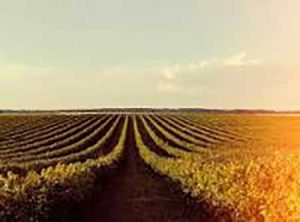 Aprosoja-PR leva os temas sustentabilidade e inovação no projeto “Caminhos da Soja”