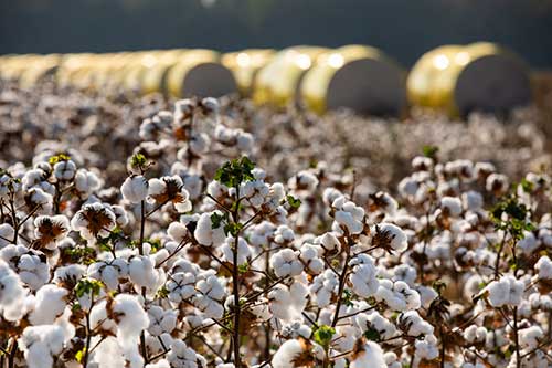 BASF lança soluções para cotonicultores no Congresso Brasileiro do Algodão