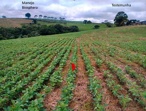 Evolução da coinoculação da soja gera múltiplos benefícios e maior economia ao produtor