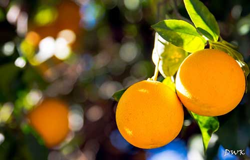 Com queda de volume e aumento da receita, exportações de suco de laranja chegam aos seis meses da safra 2024/25