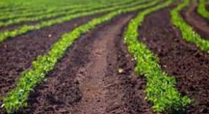 CRAS Agro dá inicio ao ciclo 2024/2025 do amendoim