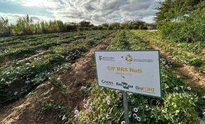 Batata-doce CIP BRS Nuti é protagonista em projeto de combate à fome no Semiárido de PE