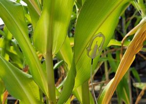 Inteligência artificial analisa temperatura das folhas para identificar necessidade de água