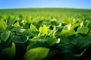 Indigo alcança cerca de uma megatonelada de captura de carbono em solo agrícola