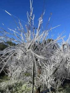 Enfrentando o La Niña: Estabilidade de Produção com Irrigação por Gotejamento