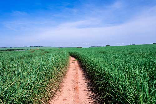 Nuseed apresenta inovações em cana-de-açúcar voltadas a ambientes restritivos em evento em Ribeirão Preto