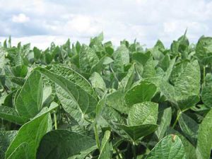 Marcante no agro brasileiro, Stimulate consolidou o uso de biorreguladores em 17 culturas