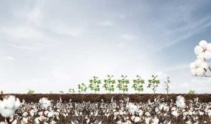 Sumitomo Chemical busca protagonismo na cotonicultura reforçando plataforma de soluções para o algodão