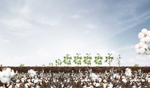 Sumitomo Chemical lança o fungicida Pladius®, que controla a principal doença foliar do algodoeiro