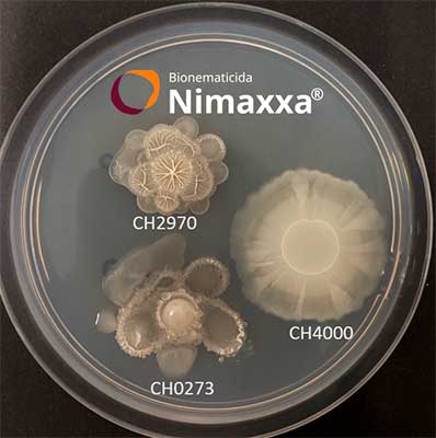 Nimaxxa, da UPL, torna-se o primeiro bionematicida bioestimulante agrícola registrado no Brasil