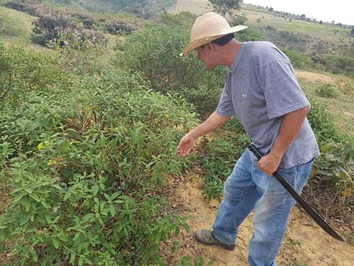  Planta nativa da Mata Atlântica vira fonte de renda para agricultores familiares na Bahia