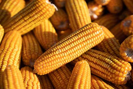 Yara lança novo conceito em nutrição para a segunda safra de milho do mercado brasileiro