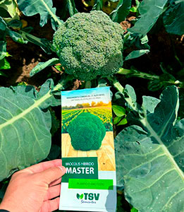 Como as cultivares híbridas ajudaram o Brasil a ser o maior produtor de brócolis da América do Sul