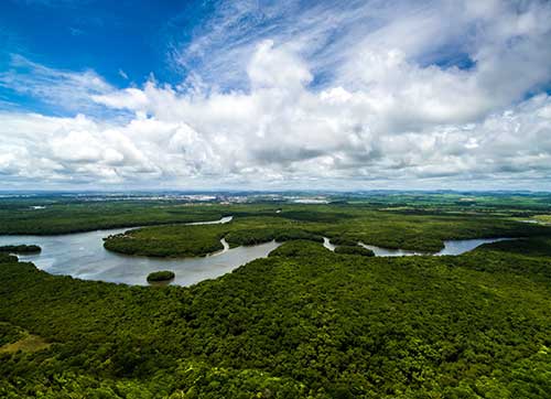 Agropalma avança para entrar no mercado de carbono