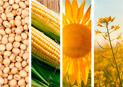 Caramuru Alimentos e Biocen anunciam parceria para a construção de planta de etanol de milho no Mato Grosso