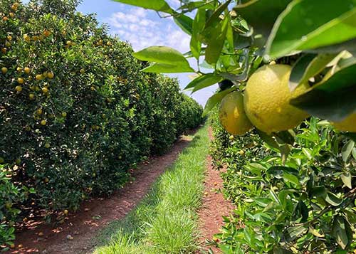 Tonelada do gás carbônico equivalente na citricultura brasileira é estimada em US$ 7,72