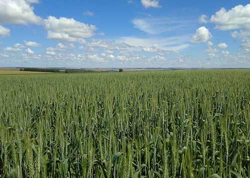 Nova cultivar de trigo apresenta alto potencial produtivo