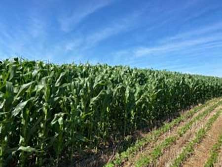 Agronegócio paranaense ganha protagonismo no cenário nacional e global