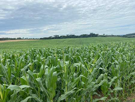 Agronegócio paranaense ganha protagonismo no cenário nacional e global