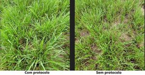 Planejar a utilização e manejo das pastagens é fundamental para garantir a rentabilidade na atividade pecuária