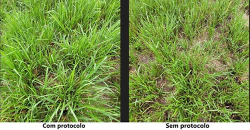Planejar a utilização e manejo das pastagens é fundamental para garantir a rentabilidade na atividade pecuária