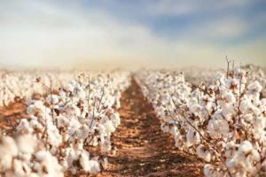 IHARA lança inseticida no 14º Congresso Brasileiro do Algodão