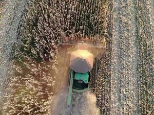 Especialistas orientam como corrigir o solo para o cultivo de milho