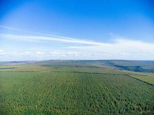 Eficiência energética: a revolução verde no setor florestal
