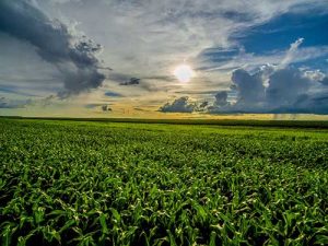 PwC Agtech Innovation e BR Angels firmam parceria para impulsionar a inovação no agronegócio