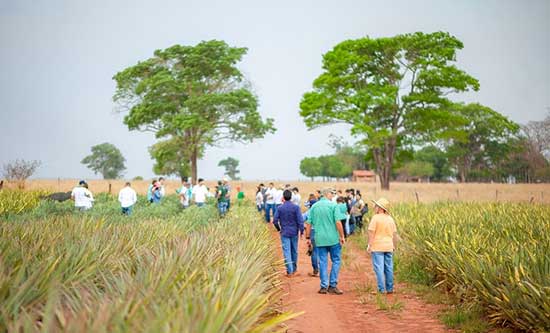 10ª Feira de Agronegócios do Abacaxi será realizada em Aparecida de Minas, distrito de Frutal