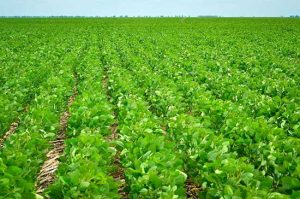 Alltech Crop Science lança biológico inovador para manejo de nematoides