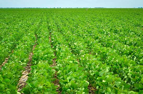  Alltech Crop Science lança biológico inovador para manejo de nematoides