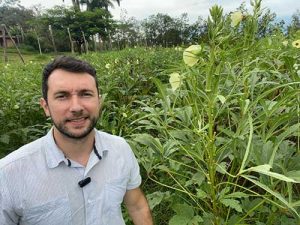 Quiabo precoce oferece vantagem competitiva ao produtor rural