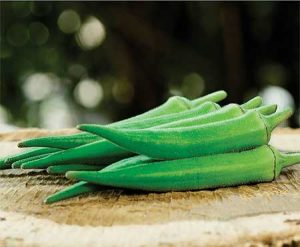 Quiabo precoce oferece vantagem competitiva ao produtor rural