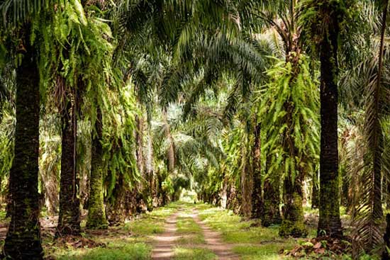 Agropalma completa 42 anos com iniciativas em prol da sociedade e do meio ambiente
