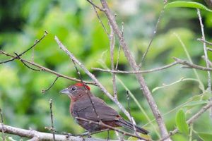 Bacia do Anastácio tem déficit de 69% na cobertura florestal