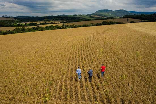 Ensaios do Programa Global de Agricultura de Baixo Carbono da BASF indicam caminhos para reduzir emissões