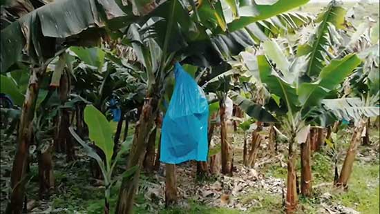 Dia da banana: tecnologia impulsiona rentabilidade para a fruta preferida dos brasileiros