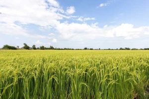 Campeonato premia inovação e sustentabilidade nas lavouras de arroz