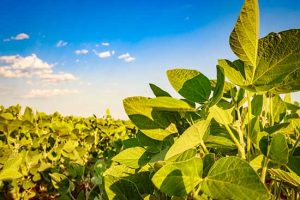 Biológicos atuam de maneira eficaz no controle de Doenças de Final de Ciclo