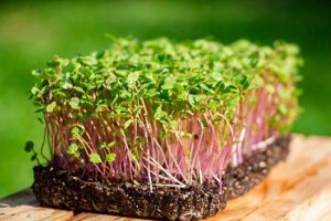 Superalimento vivo: conheça 5 vantagens de consumir microverdes