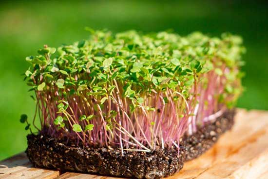 Superalimento vivo: conheça 5 vantagens de consumir microverdes