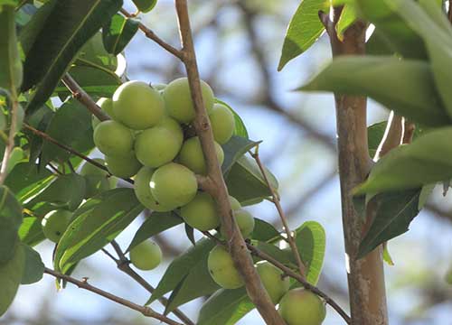 O 'ouro da amazônia' é aposta para a indústria alimentícia