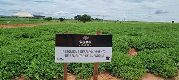 CRAS Agro inicia o processamento de sementes de amendoim para distribuição aos produtores parceiros